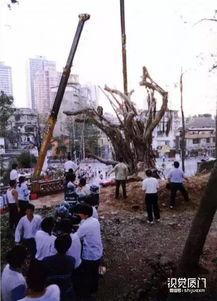 绵阳凯厦砍树事件爆料视频,揭秘校园暴力背后的真相  第3张